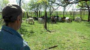 mor animalele