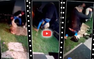 cruzime față de animale