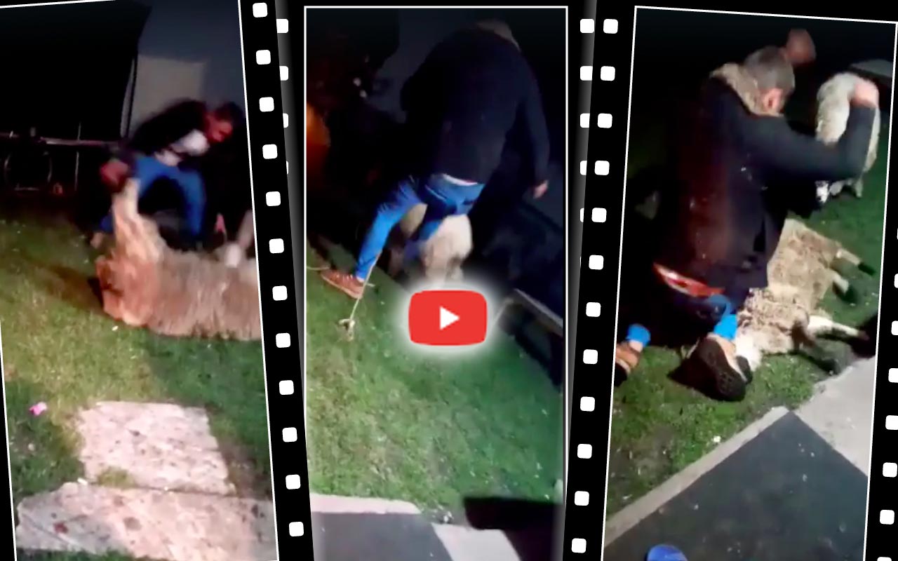 A-bătut-oaia-cu-pumnii-și-picioarele cruzime față de animale