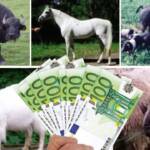 APIA, rase locale, crescătorii de animale, subvenții APIA, subvențiile APIA, plăți APIA, subvenție APIA pentru crescătorii de animale, ajutor de stat în sectorul creșterii animalelor