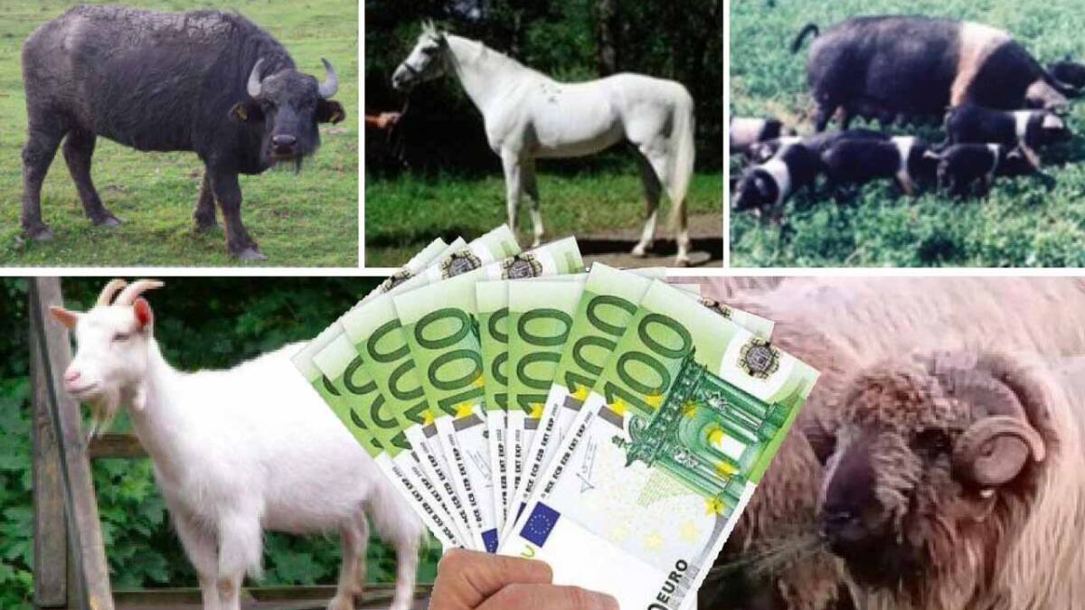 AZI: Plăți APIA pentru crescătorii de animale 3 AZI: Plăți APIA pentru crescătorii de animale APIA, rase locale, crescătorii de animale, subvenții APIA, subvențiile APIA, plăți APIA, subvenție APIA pentru crescătorii de animale