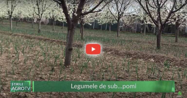 pomi