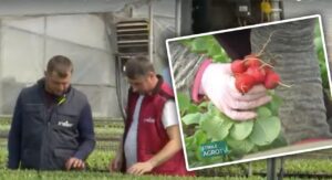 legumicultorii din Băleni