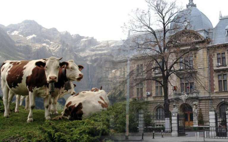târg Florii MADR