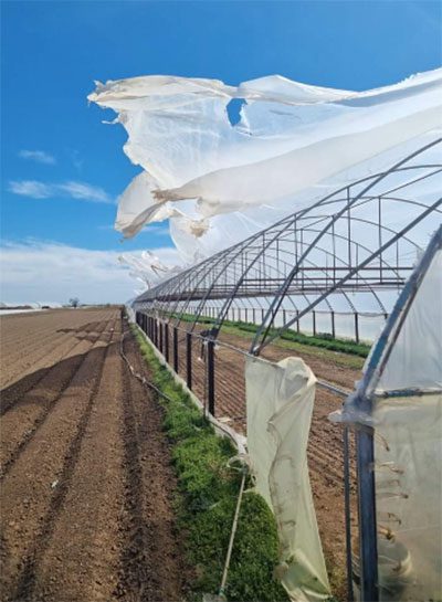 Legumicultorii sunt disperați: Vijeliile au făcut zob solariile! Actualitate legumicultori,solarii