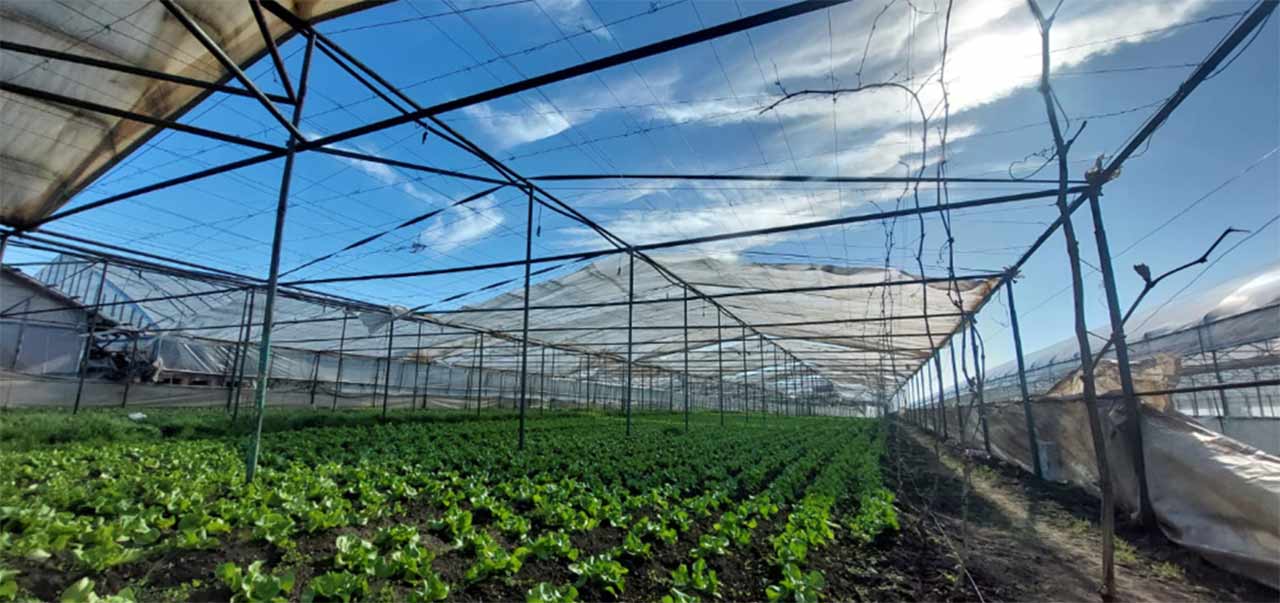 Legumicultorii sunt disperați: Vijeliile au făcut zob solariile! Actualitate legumicultori,solarii