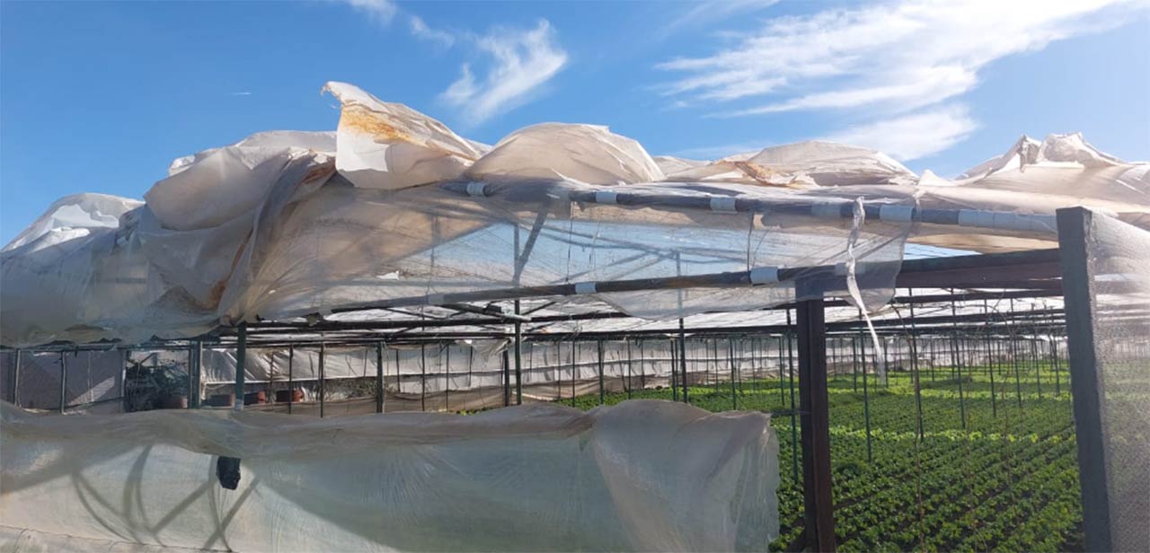 Legumicultorii sunt disperați: Vijeliile au făcut zob solariile! Actualitate legumicultori,solarii