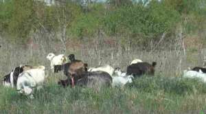 animalele