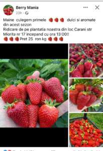 Producătorii au scos căpșunele românești la vânzare. Cât costă un kilogram 1 Producătorii au scos căpșunele românești la vânzare. Cât costă un kilogram Producătorii au scos căpșunele românești la vânzare. Cât costă un kilogram Stiri agricole căpșune