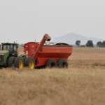 productie rapita piata cerealelor fermieri, cea mai profitabila cultura, pretul rapitei