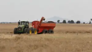 productie rapita piata cerealelor fermieri, cea mai profitabila cultura, pretul rapitei