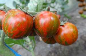 tomata cherry, Rapsodia