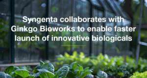 syngenta