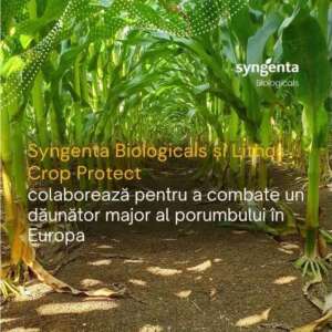 Syngenta Biologicals și Lithos Crop Protect colaborează pentru a combate un dăunător major al porumbului în Europa Advertorial Syngenta