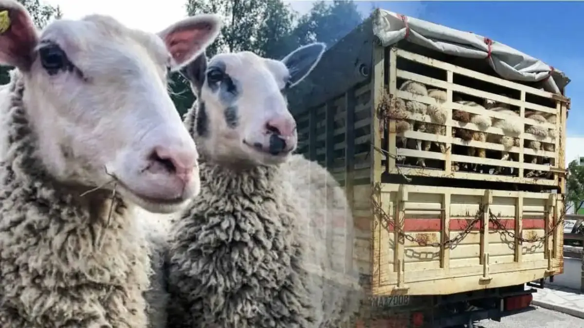 Decizia Comisiei care interzice exportul de ovine din România în UE a fost modificată 3 Decizia Comisiei care interzice exportul de ovine din România în UE a fost modificată pesta micilor rumegătoare, micarea ovinelor, ANSVSA, exportul de ovine