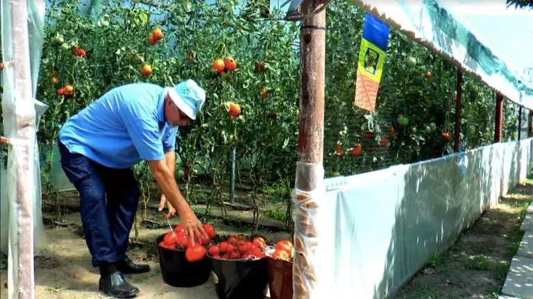 atestatele de producător