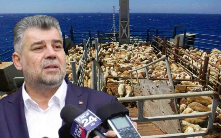 crescătorii de oi, exportul de ovine