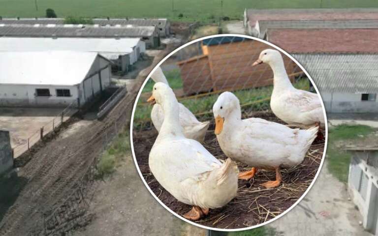 rațe Pekin