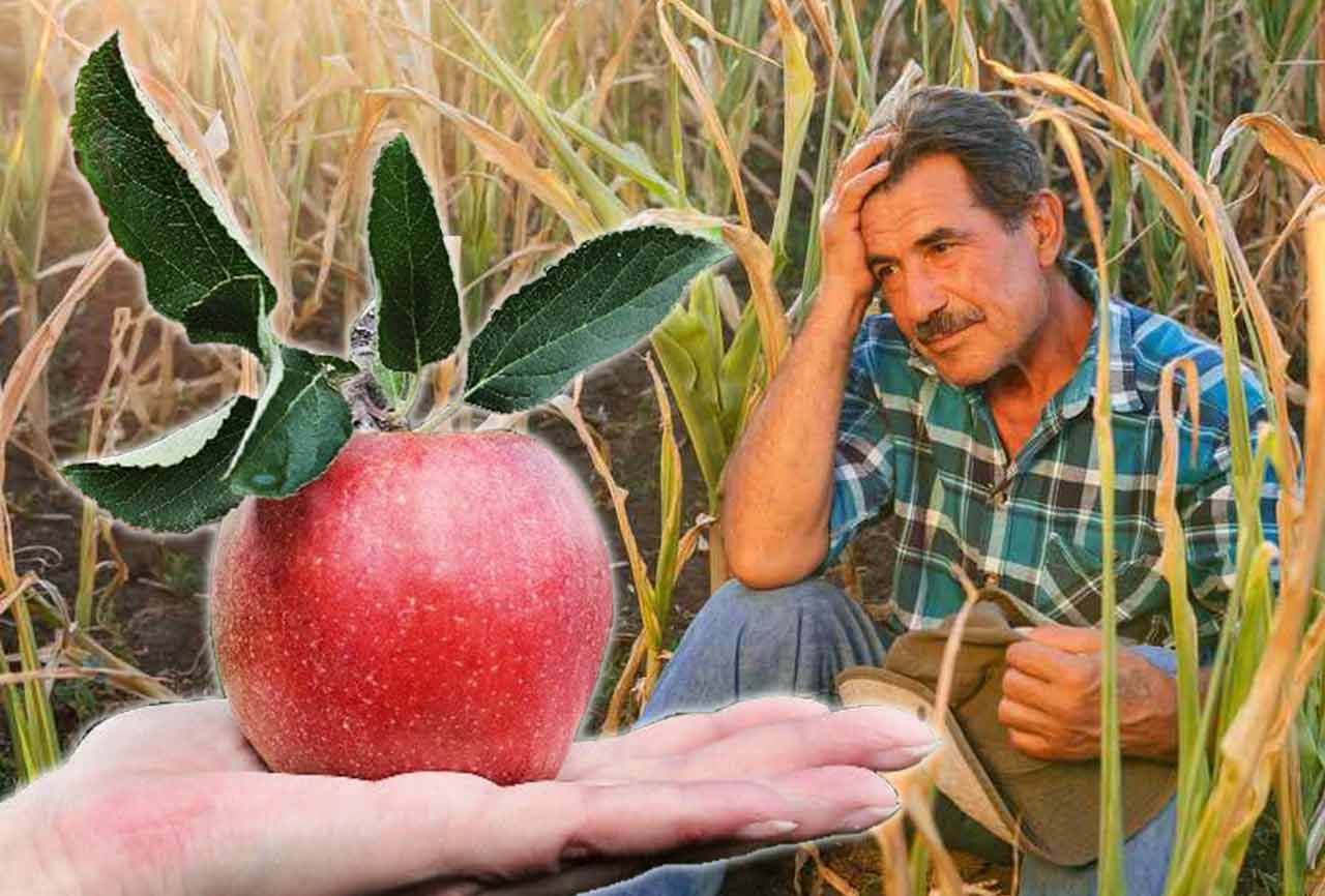 Măr-otrăvit-fermieri fermieri