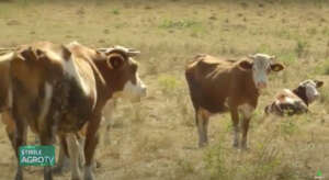 crescătorii de bovine