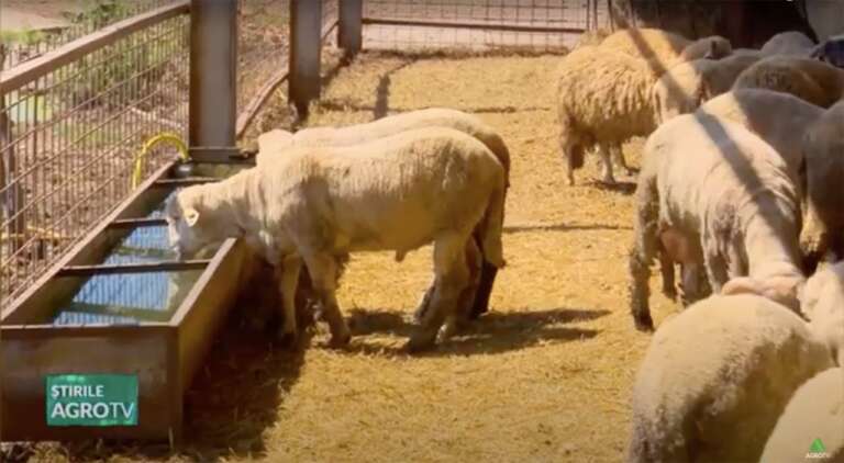 rasele de ovine autohtone