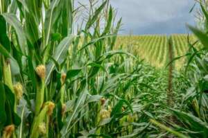 agricole