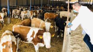 îngrijirea bov, măsuri radicale, rabie bovine