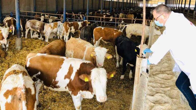 îngrijirea bov, măsuri radicale, rabie bovine, antrax