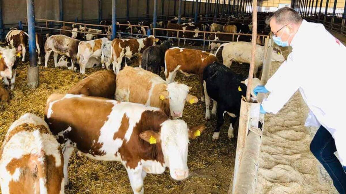 Alta, acum: Caz de rabie, la bovine! Atenție, se poate transmite și la oameni! 5 Alta, acum: Caz de rabie, la bovine! Atenție, se poate transmite și la oameni! îngrijirea bov, măsuri radicale, rabie bovine