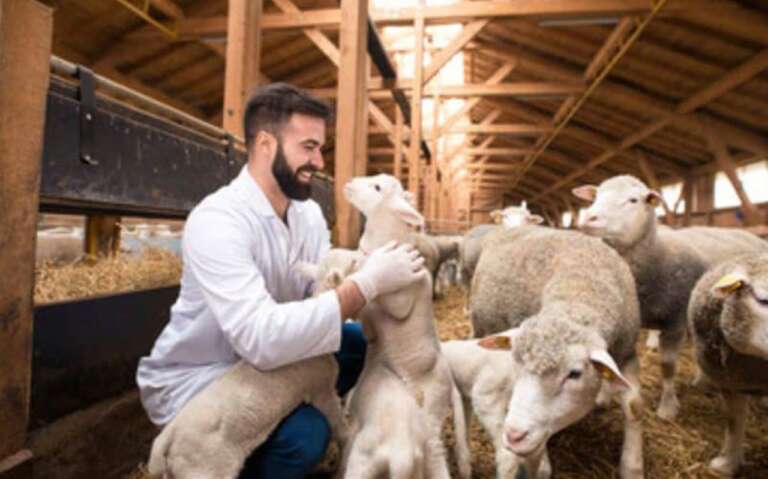 sănătatea animalelor, portalul veterinar, vaccinarea animalelor, controale