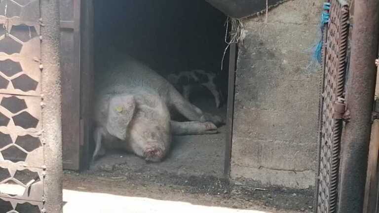 porci