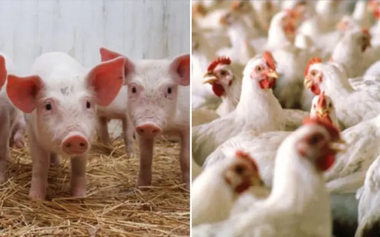 crescătorii de porci și păsări, canicula, animale