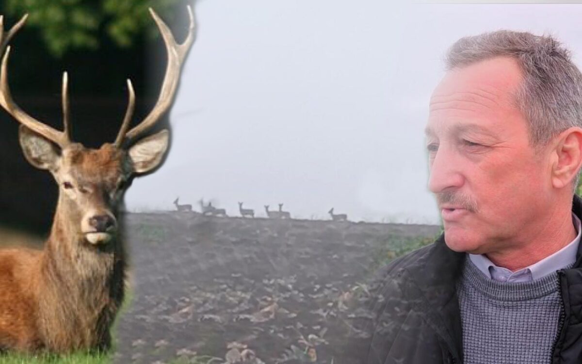 Un fermier își strigă disperarea: Căprioarele i-au distrus 300 de hectare de rapiță și grâu! (VIDEO) 2 Un fermier își strigă disperarea: Căprioarele i-au distrus 300 de hectare de rapiță și grâu! (VIDEO) căprioare pagube culturi