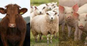 crescătorii de animale, febra aftoasă, plăți de la APIA