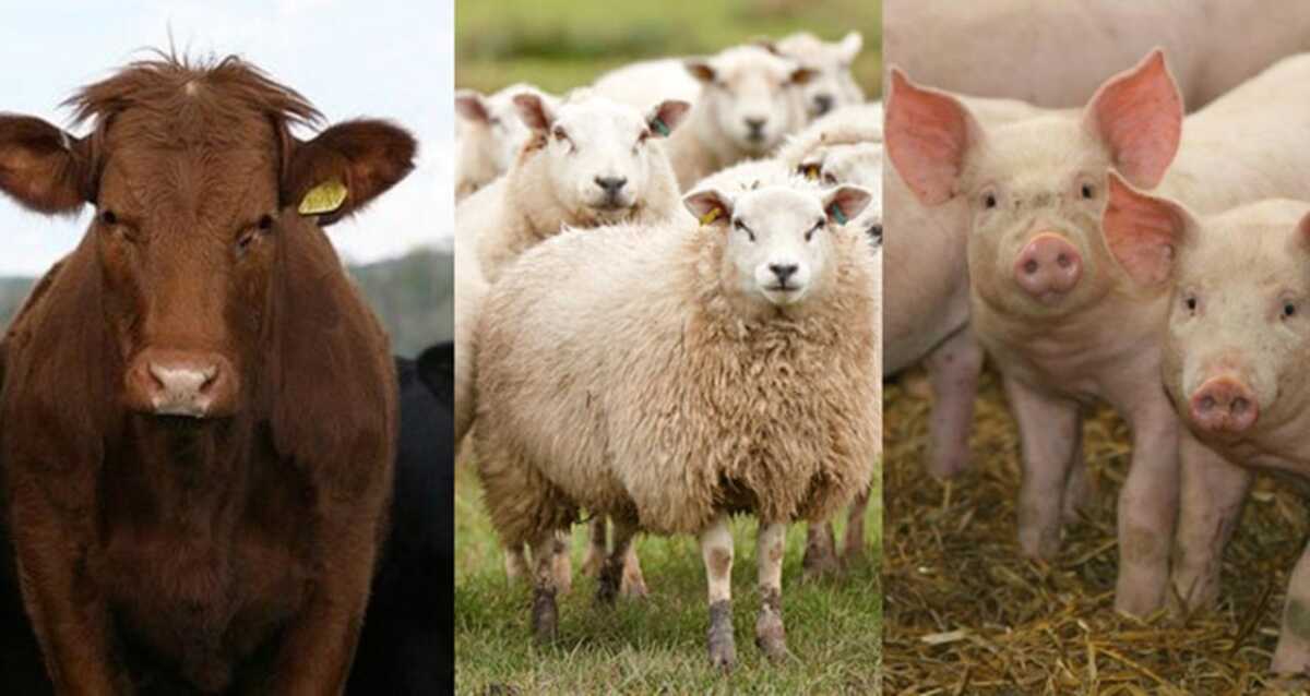 Noi plăți de la APIA pentru crescătorii de animale 3 Noi plăți de la APIA pentru crescătorii de animale crescătorii de animale, febra aftoasă, plăți de la APIA