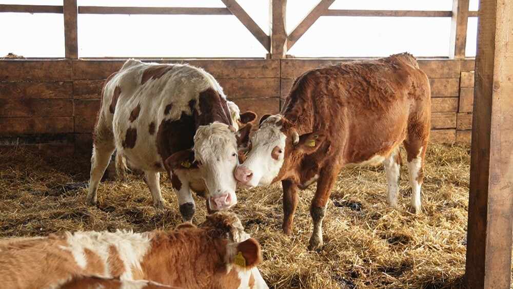 bovine premium
