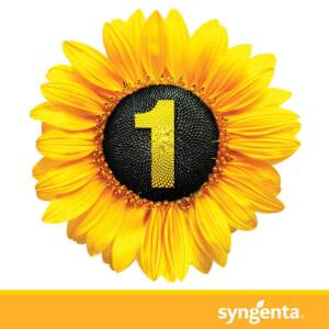 Syngenta propune hibrizi High Oleic la potențial de linoleic 1 Syngenta propune hibrizi High Oleic la potențial de linoleic Syngenta propune hibrizi High Oleic la potențial de linoleic Advertorial Syngenta