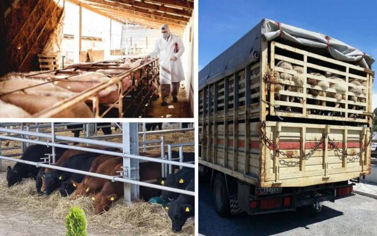 crescătorii de animale