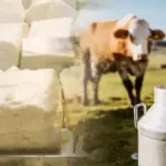 oaie, lapte de vacă, sectorul laptelui