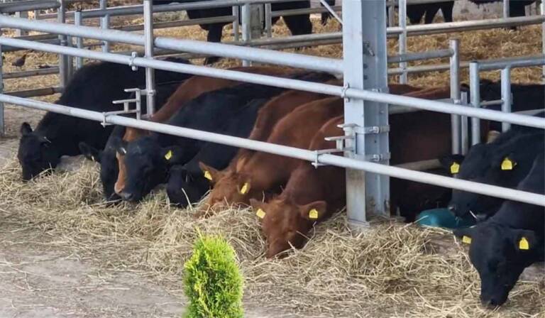 crescătorii de bovine