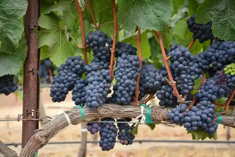 făinării