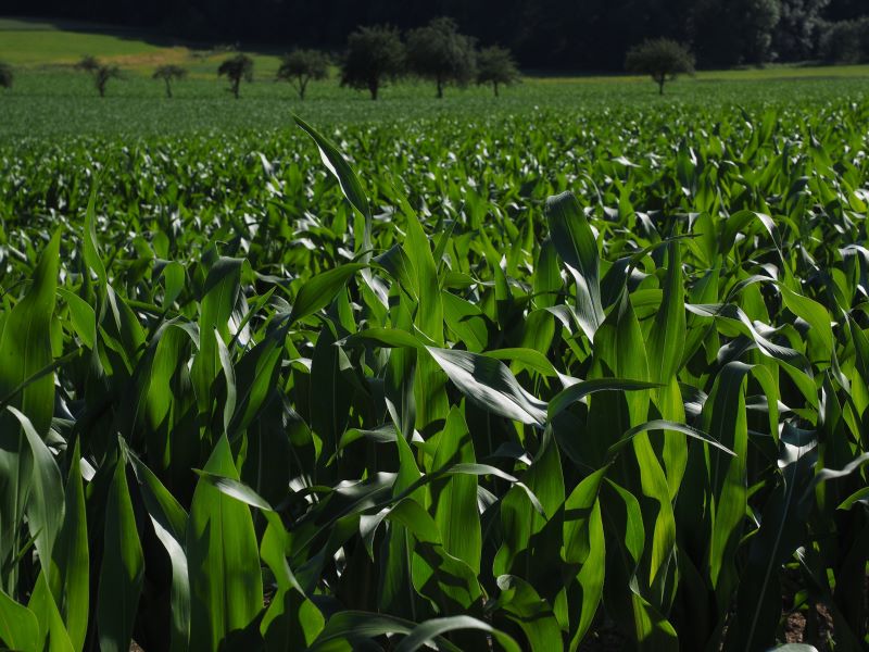 Produsul Mimic de la Summit Agro