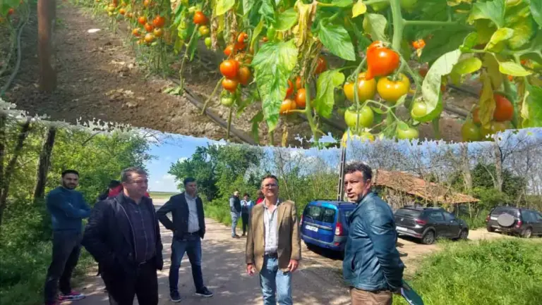substanțe periculoase legume. roșii