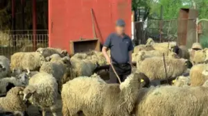 variola ovină, vaccinarea ovinelor, măsuri comune pentru crescătorii de animale