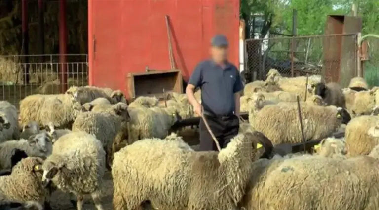 variola ovină, vaccinarea ovinelor, măsuri comune pentru crescătorii de animale