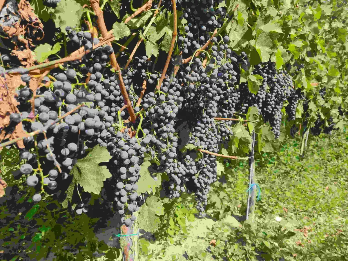 Viticultorii sporesc reziliența culturilor de viță-de-vie cu soluții inovatoare 6 Viticultorii sporesc reziliența culturilor de viță-de-vie cu soluții inovatoare Viticultorii sporesc reziliența culturilor de viță-de-vie cu soluții inovatoare Subventii APIA