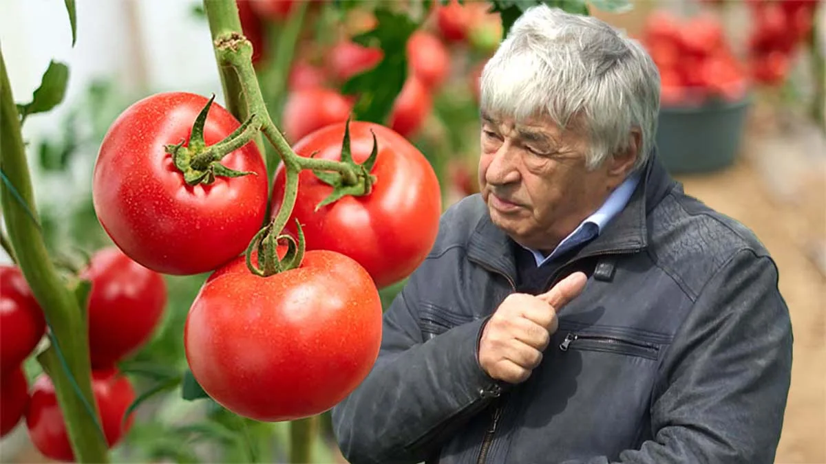 Dimitrie Muscă: ”Vând 4.000 kg de roșii pe zi!” - Care e prețul? 8 Dimitrie Muscă: ”Vând 4.000 kg de roșii pe zi!” - Care e prețul? Dimitrie Musca
