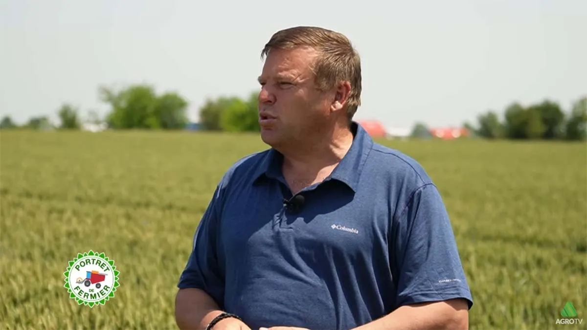 Ionut olteanu, no till, productie de grau, trecerea la no till