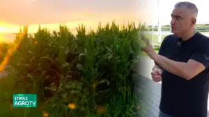 porumb, Cezar Gheorghe