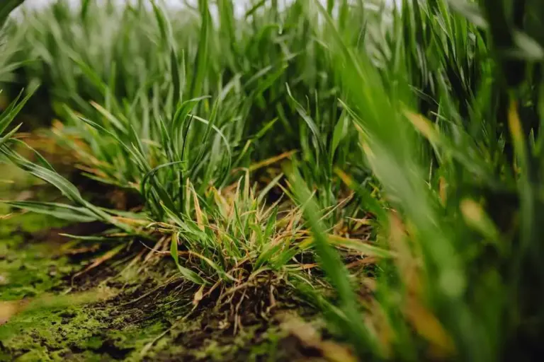 Syngenta